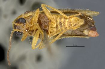 Media type: image;   Entomology 3398 Aspect: habitus ventral view